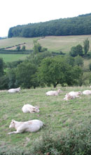 Charolais cattle