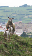 Moutons à Matour